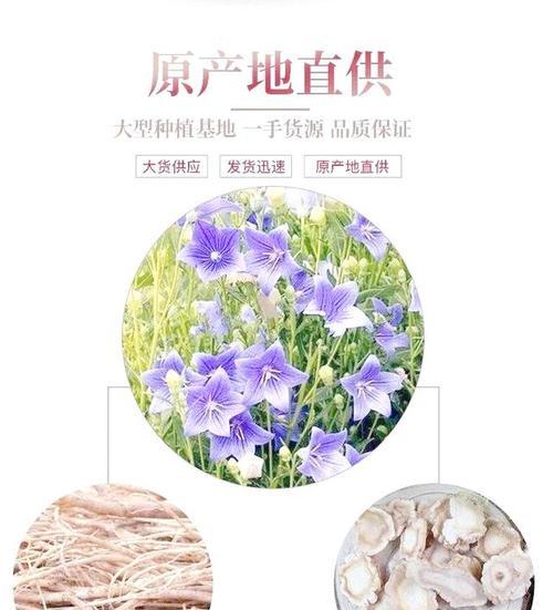 桔梗花的文化含义和象征是什么？