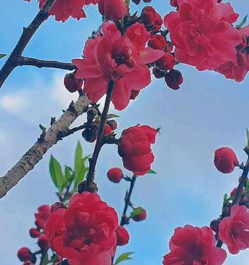 三月象征爱情的花卉有哪些？它们的花语是什么？