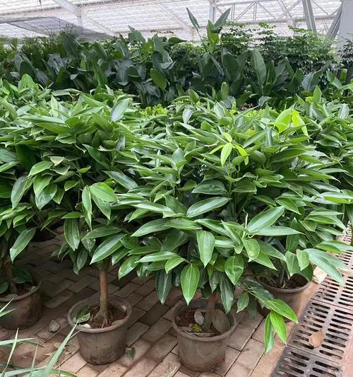 哪种花象征平安？它们的寓意是什么？