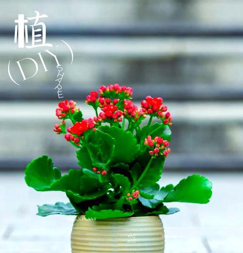 长寿花的寓意是什么？长寿花代表什么意义？