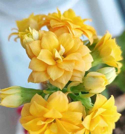 橙黄色长寿花寓意着什么？
