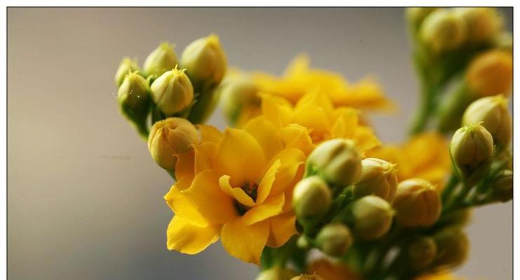 橙黄色长寿花寓意着什么？