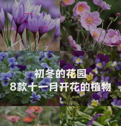 变色花语卢青青是什么意思？卢青青花语有何特别之处？