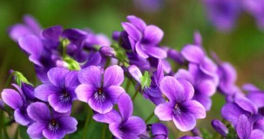 紫色花有哪些意义？紫色花代表什么？