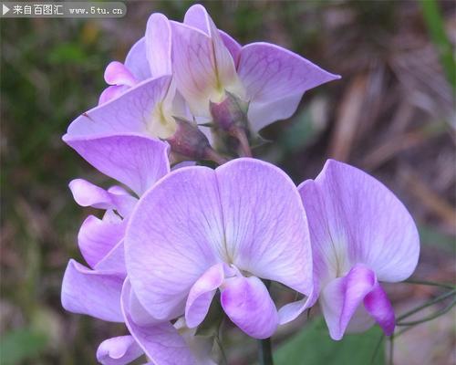 紫色花有哪些意义？紫色花代表什么？