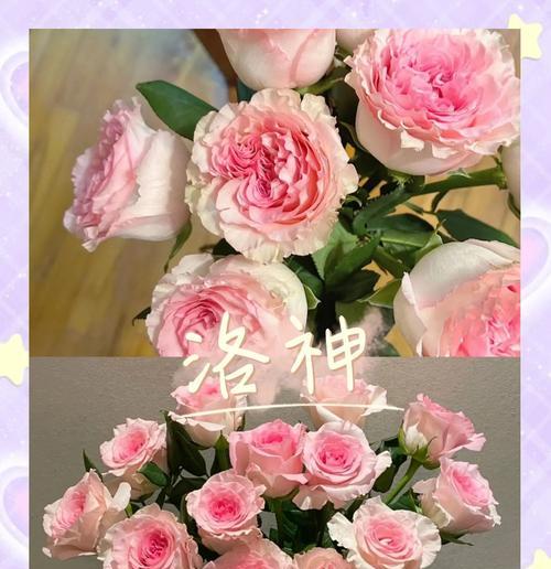 粉色玫瑰的特效花语是什么？它们代表什么？