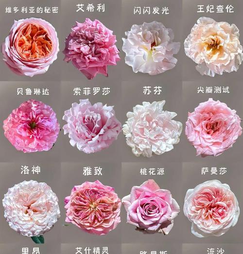 粉色玫瑰的特效花语是什么？它们代表什么？