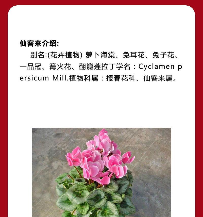 教师节送兔子花有什么寓意？兔子花象征着什么？