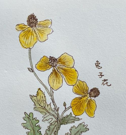 教师节送兔子花有什么寓意？兔子花象征着什么？