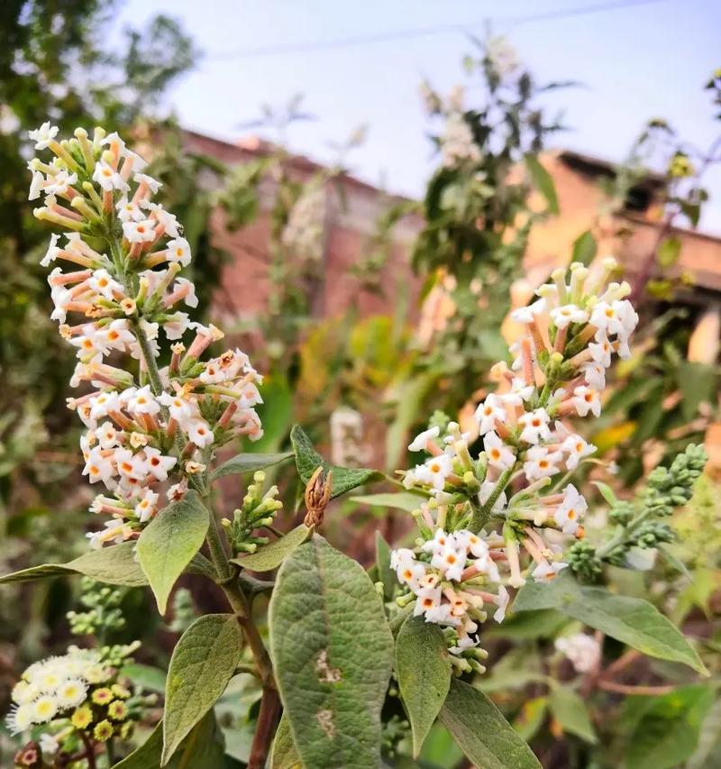 哪种花象征着收获爱情？收获爱情的花有哪些？