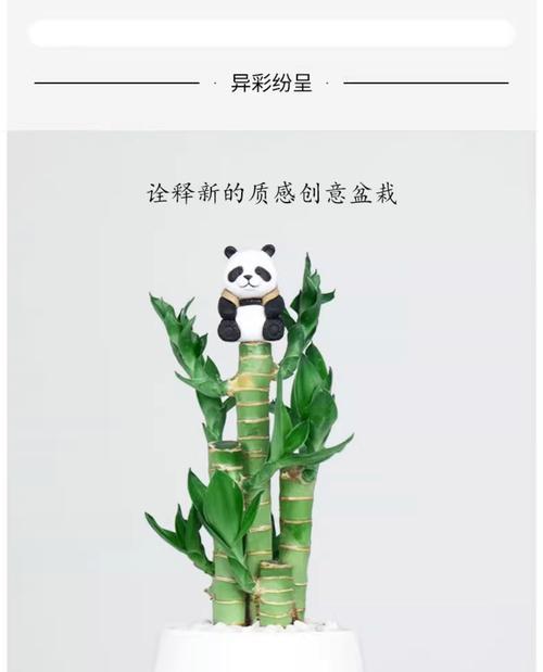 富贵竹真的寓意不好吗？富贵竹的寓意是什么？
