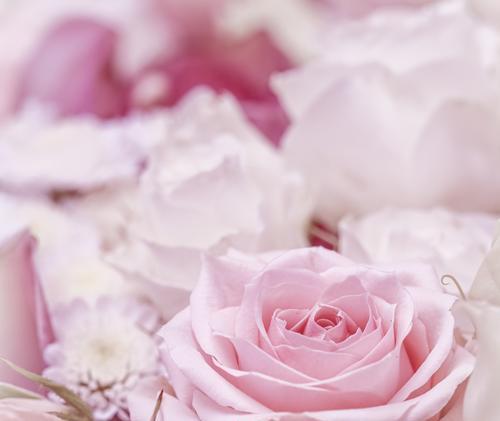 粉色玫瑰花代表什么？粉色玫瑰的花语有哪些？