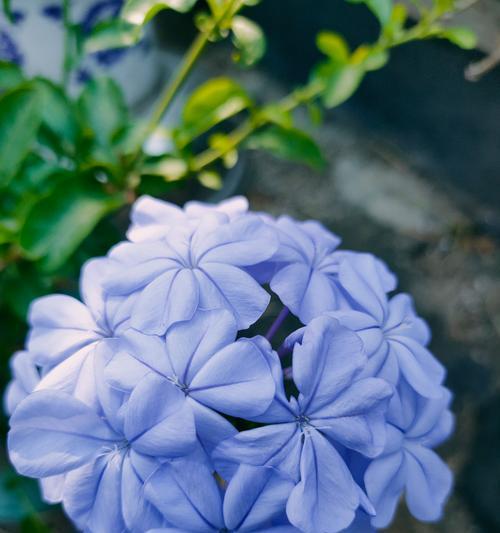 两朵蓝色花代表什么？蓝色花卉的特殊含义是什么？