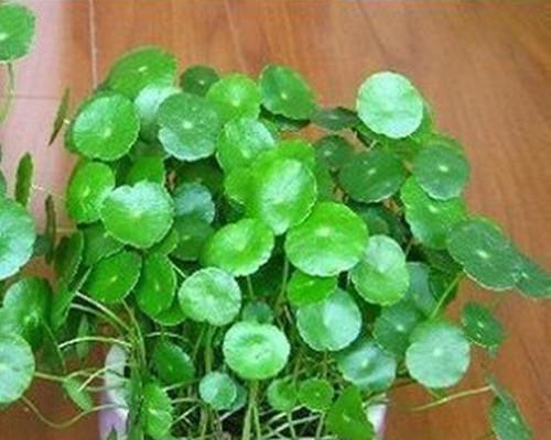 白色蛋糕三朵花的寓意是什么？