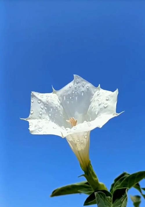 曼陀罗花在爱情中代表什么？它的花语有何深意？