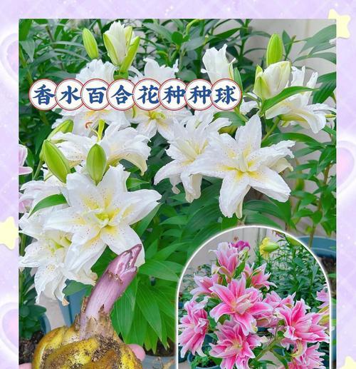 百合花如何象征纯洁的爱情？百合花的花语是什么？