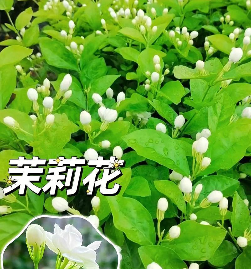 茉莉花节的含义是什么?它有哪些寓意?