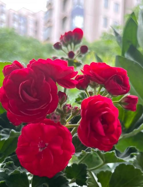 送什么颜色的花寓意不好？有哪些颜色的花应该避免？
