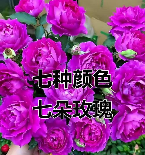 送什么颜色的花寓意不好？有哪些颜色的花应该避免？