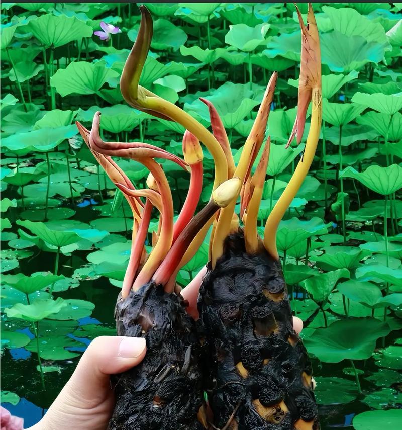 哪种花寓意健健康康？它的花语是什么？