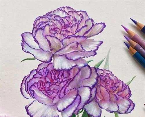 哪一种花是母亲节的传统象征？