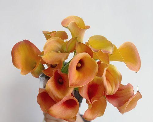 橘色的马蹄花寓意着什么？