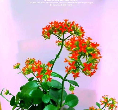 葫芦的寓意是长寿花吗?它象征着什么?