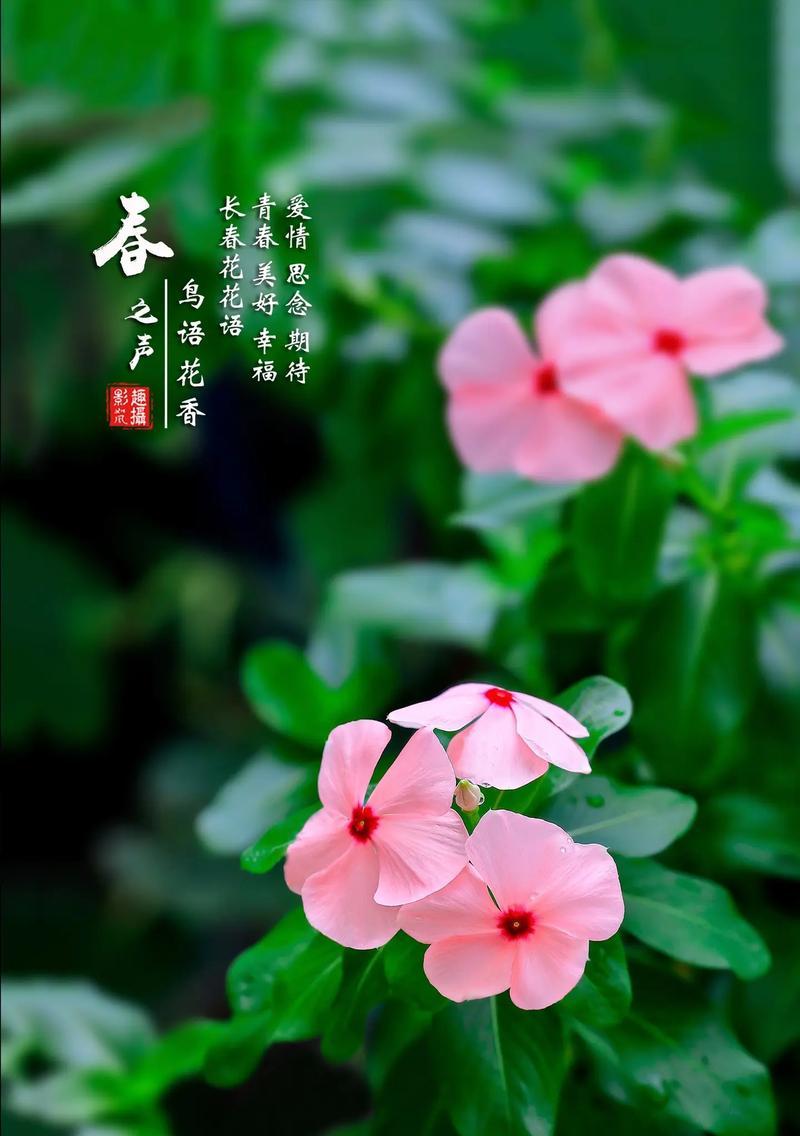 什么花寓意期待祝福？期待祝福的花语是什么？