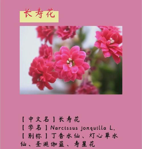 长寿花的寓意是什么？它代表了什么？