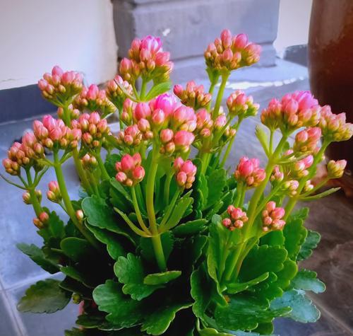 长寿花的寓意是什么？它代表了什么？