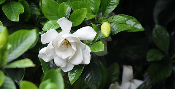 老人胸前栀子花的寓意是什么？栀子花在东方文化中的象征意义？