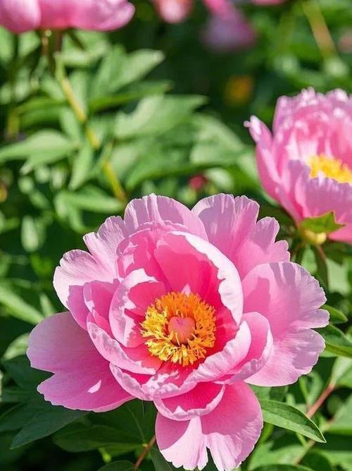 哪种花具有富贵象征意义？富贵花的吉祥含义是什么？