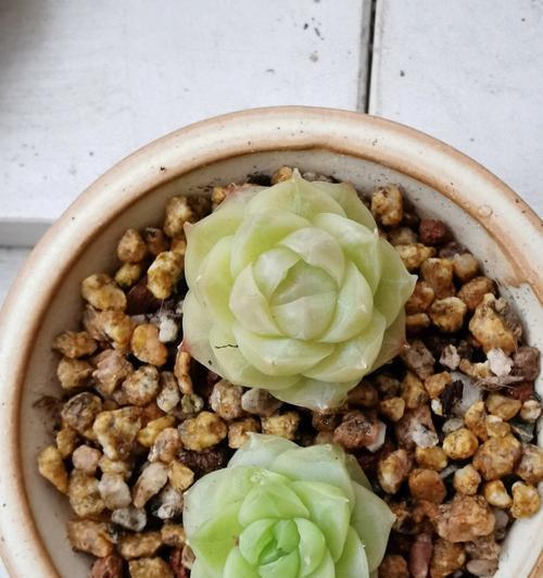 潘多拉花语有哪些浪漫含义？如何挑选潘多拉花束？