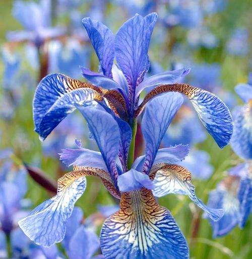 哪种花象征和谐？花的寓意有哪些？