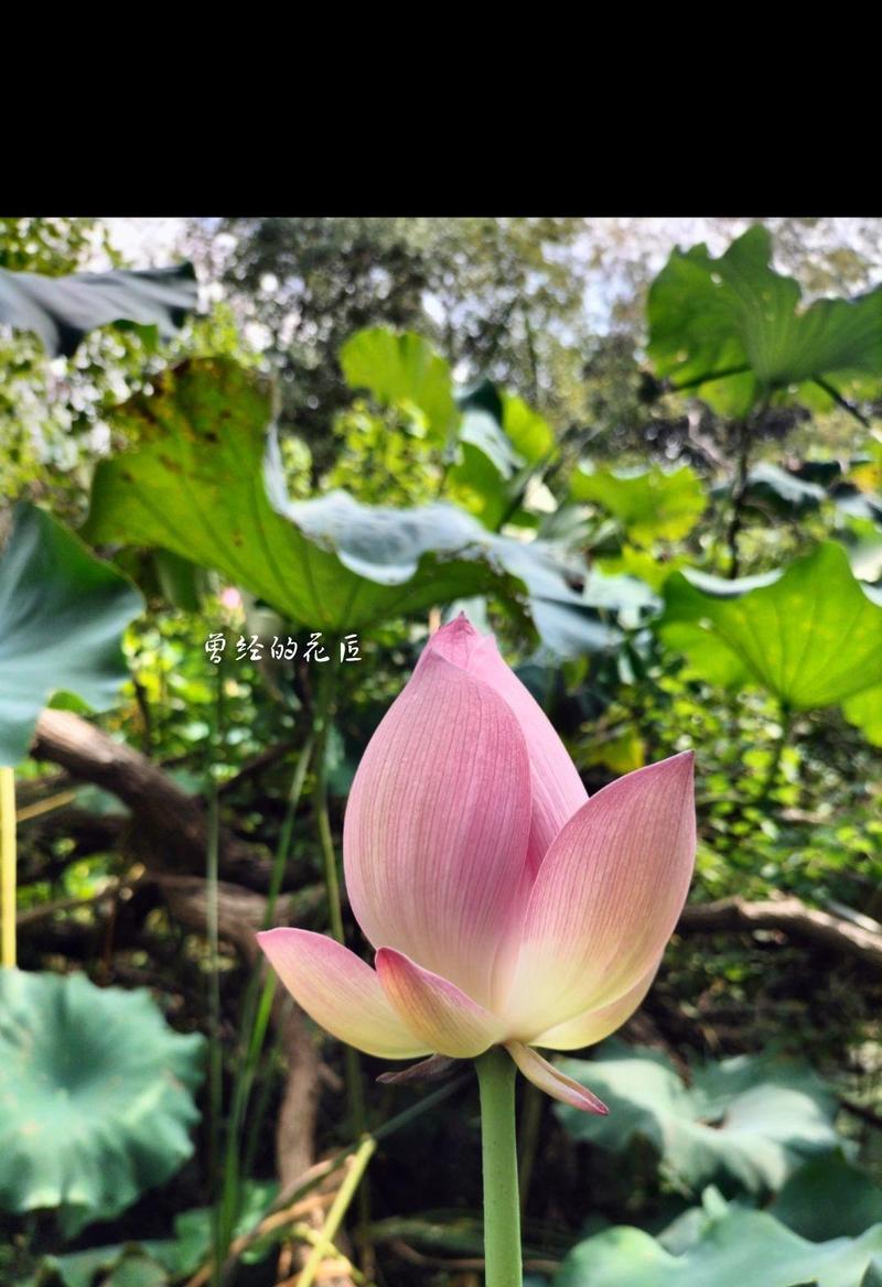 哪种花象征和谐？花的寓意有哪些？