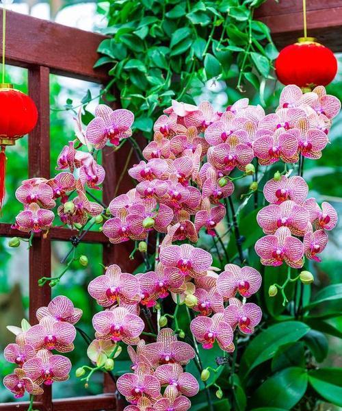 哪种花象征和谐？花的寓意有哪些？