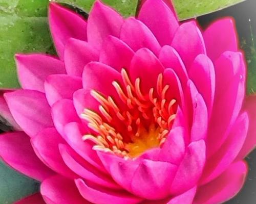 红色花朵象征什么？红色花朵代表的花有哪些？