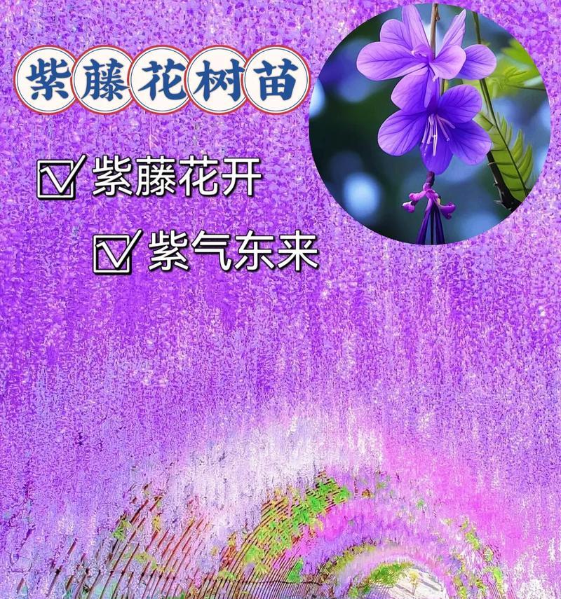 紫藤花代表了哪些花语?