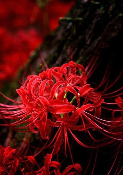 橘色彼岸花象征着什么？它的寓意是什么？