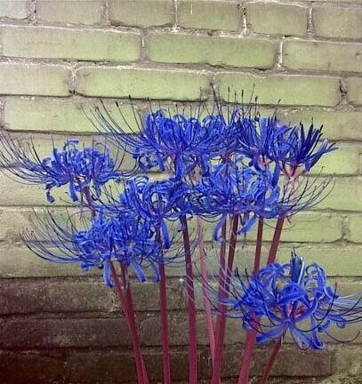 蓝色和金黄色花门有何寓意？它们代表了什么？