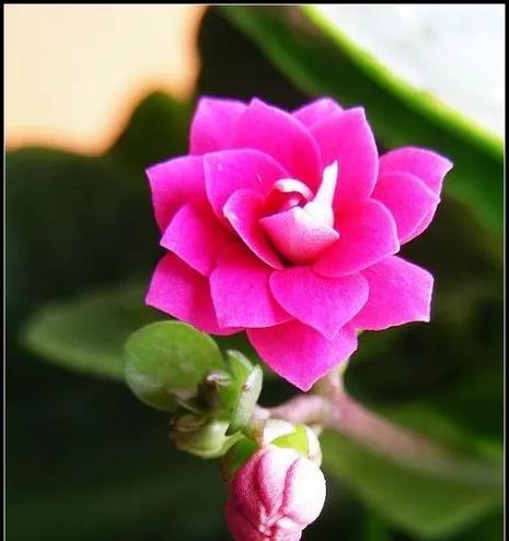 老人送长寿花象征什么?长寿花的寓意是什么?
