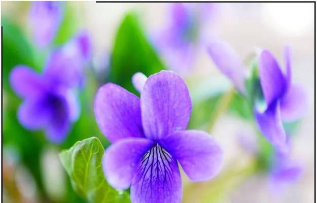祥瑞花语的紫花代表什么？如何挑选寓意吉祥的紫色花朵？