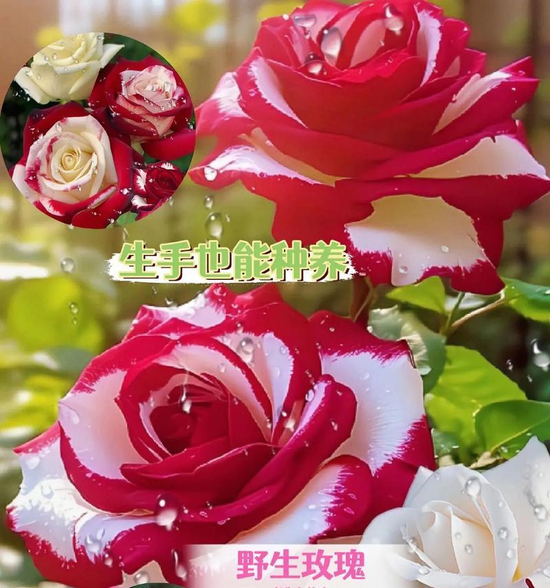玫瑰花如何表达爱情？各颜色玫瑰的含义是什么？