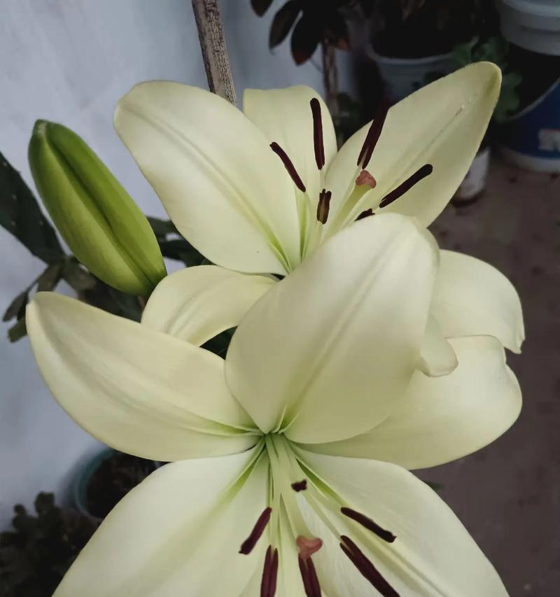 白色百合花代表什么？白色百合花的花语是什么？