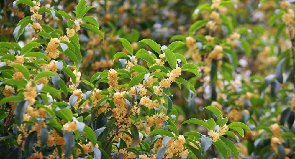 桂花到了花期不绽放，可太令人失望了，快来查找原因
