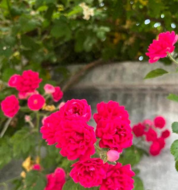 这花香味能传十里地，2年开成花瀑布，养起来很简单