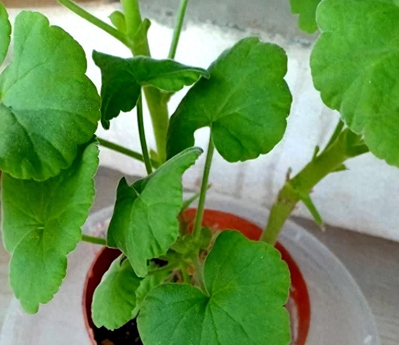 三伏高温天，9种花进入“危险期”，赶快行动起来，切莫大意！