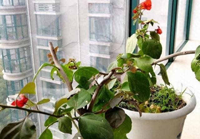 5种花，懂花的人不在家里养，会被嘲笑“没品位”