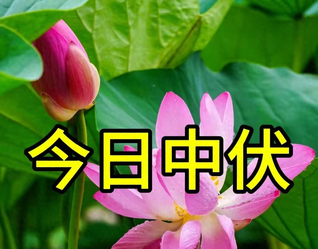 今天中伏，老人说：“最怕中伏一日雨”，中伏雨天好还是晴天好？