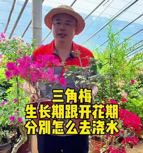 三角梅的浇水方法（科学浇水，让三角梅更健康）